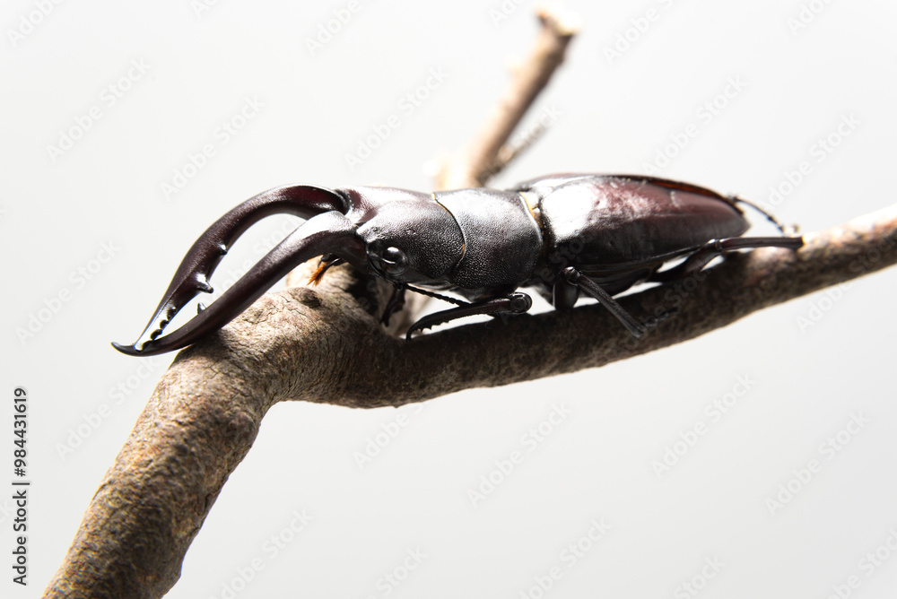 Obraz premium Hexarthrius mandibularis, stag beetle, on dry branch, isolated on white background