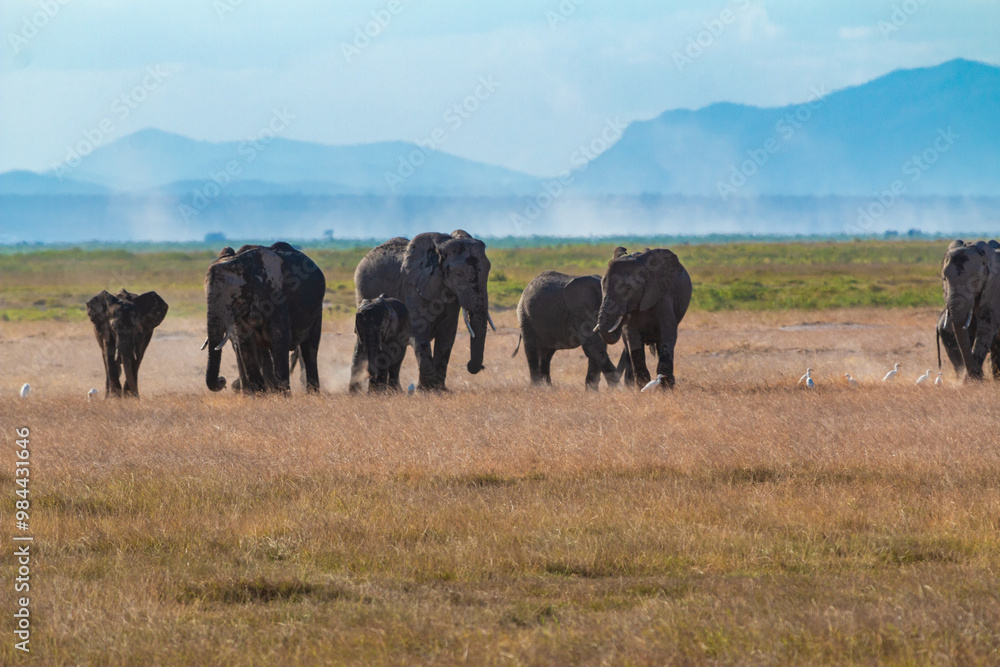 Herd of Elephants Grazing in the Open Plains of Amboseli National Park, Kenya – Majestic African Wildlife with Mountain Backdrop