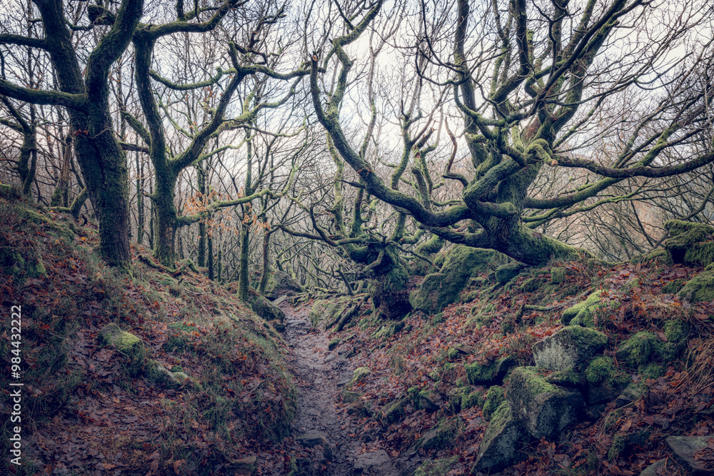 Twisting Trees in Bamford Edge Woods, Peak District National Park – An Enchanting Late-Autumn Scene with Mossy Branches and Rocky Paths, Offering a Glimpse of the Mystical Derbyshire Forest Twisting Trees in Bamford Edge Woods, Peak District National Park – An Enchanting Late-Autumn Scene with Mossy Branches and Rocky Paths, Offering a Glimpse of the Mystical Derbyshire Forest