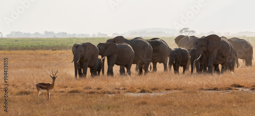 Herd of Elephants and Lone Gazelle in Amboseli National Park, Kenya – African Wildlife on the Open Plains