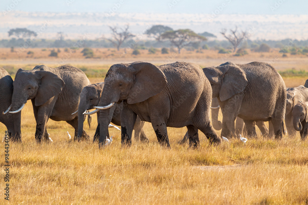 Herd of Elephants with Calves and White Egrets in Amboseli National Park, Kenya – African Wildlife in Natural Habitat Herd of Elephants with Calves and White Egrets in Amboseli National Park, Kenya – African Wildlife in Natural Habitat