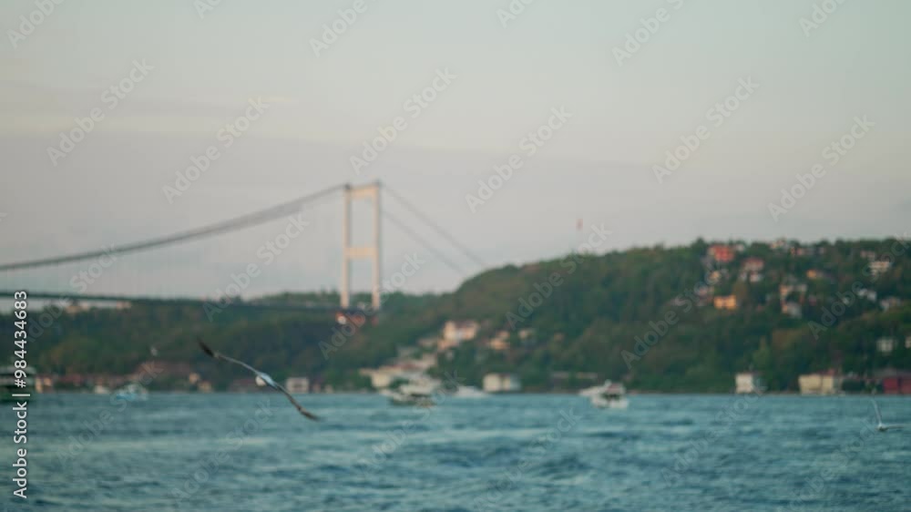 Seagulls Flying Above Bosphorus Nearby Bridge that Connects European to Asian Side of Istanbul, Turkey. Concept of Travel, Tourism, Turkiye, Cruise Tour Seagulls Flying Above Bosphorus Nearby Bridge that Connects European to Asian Side of Istanbul, Turkey. Concept of Travel, Tourism, Turkiye, Cruise Tour