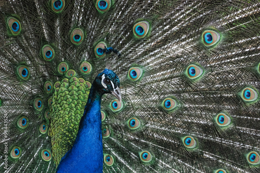 Fototapeta premium peacock with feathers out