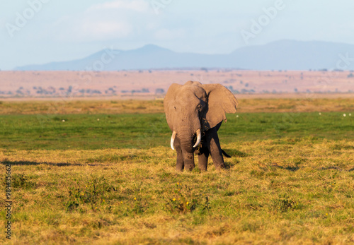 Lone Elephant Standing on Green Grasslands in Amboseli National Park, Kenya – Majestic African Wildlife with Mountain Views