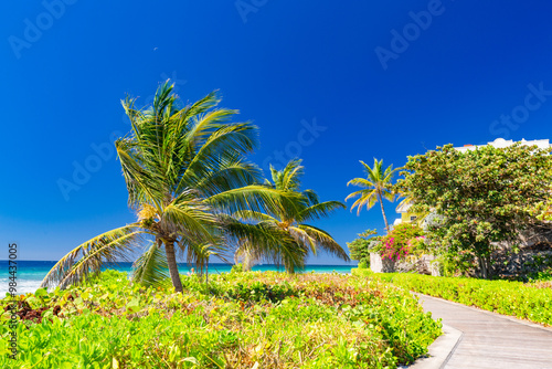 palm trees on the beach