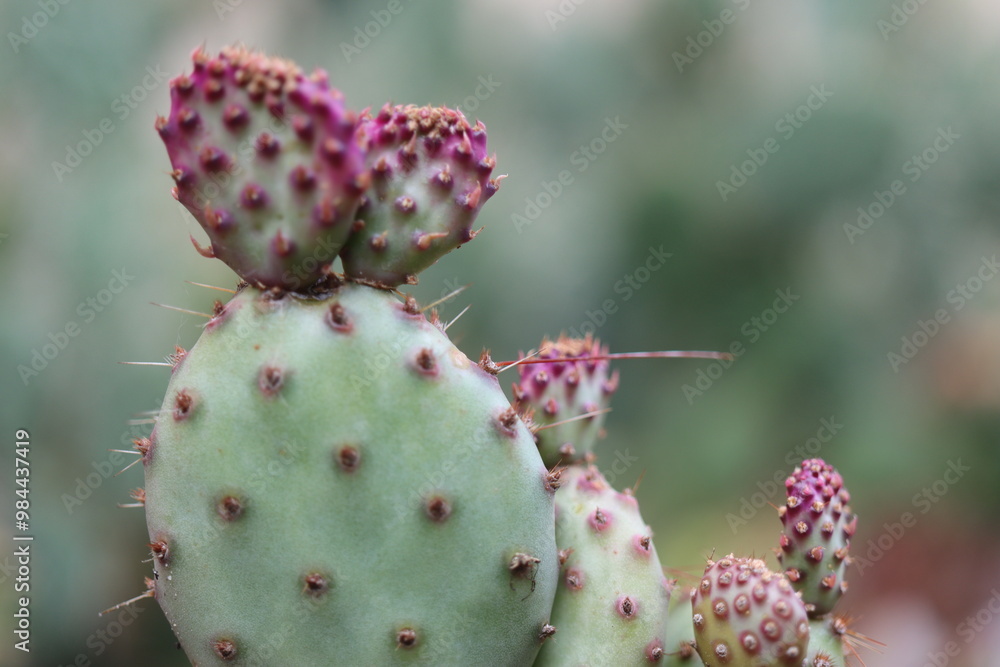 kaktus opuncja opuntia violacea fioletowa sadzonka kaktus opuncja opuntia violacea fioletowa sadzonka