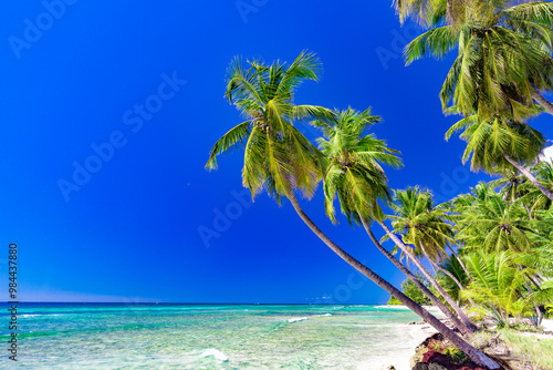 beach with palm trees
