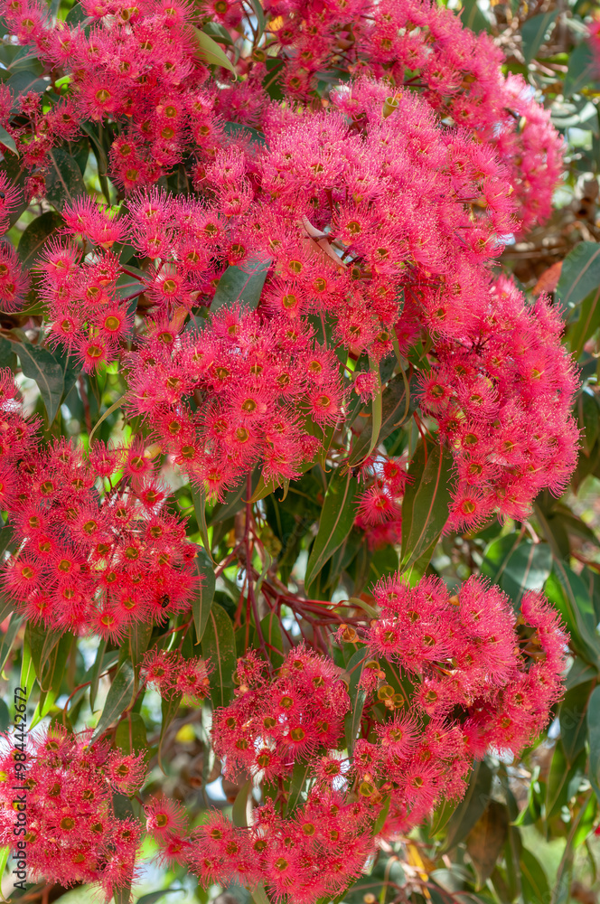 Eucalyptus flowers, indigenous to Australia, feature striking pink stamens encircled by lush green leaves. Blossoms cluster together on the eucalyptus tree, emphasizing the plant's reproductive phase. Eucalyptus flowers, indigenous to Australia, feature striking pink stamens encircled by lush green leaves. Blossoms cluster together on the eucalyptus tree, emphasizing the plant's reproductive phase.