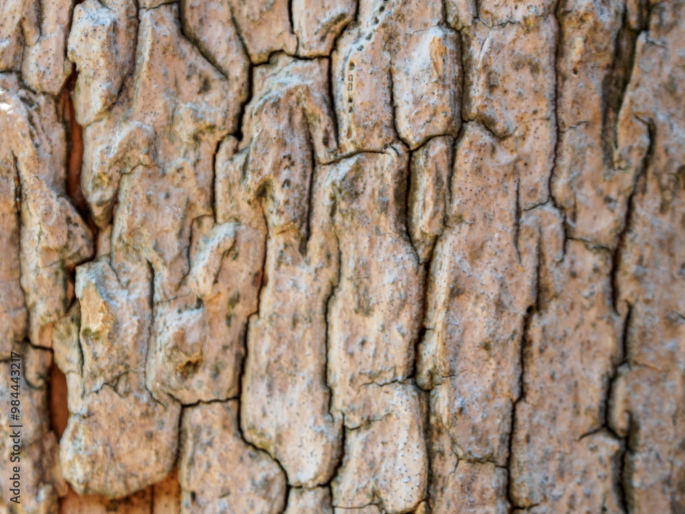 Close-up of tree bark texture showing unique patterns and natural beauty, ideal for environmental projects Close-up of tree bark texture showing unique patterns and natural beauty, ideal for environmental projects