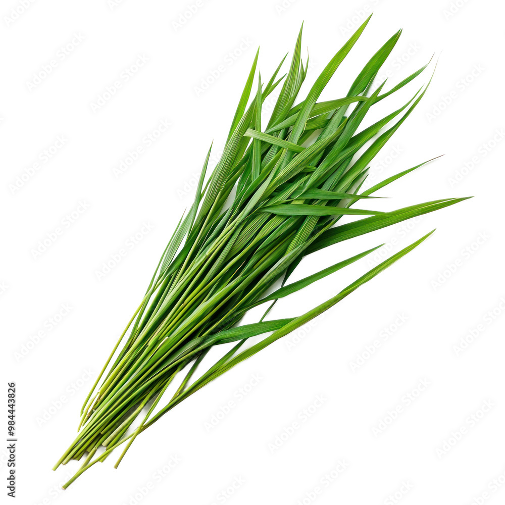 Fresh green grass blades in a natural arrangement, isolated on a transparency background Fresh green grass blades in a natural arrangement, isolated on a transparency background