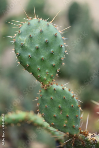 kaktus opuncja opuntia tortispina