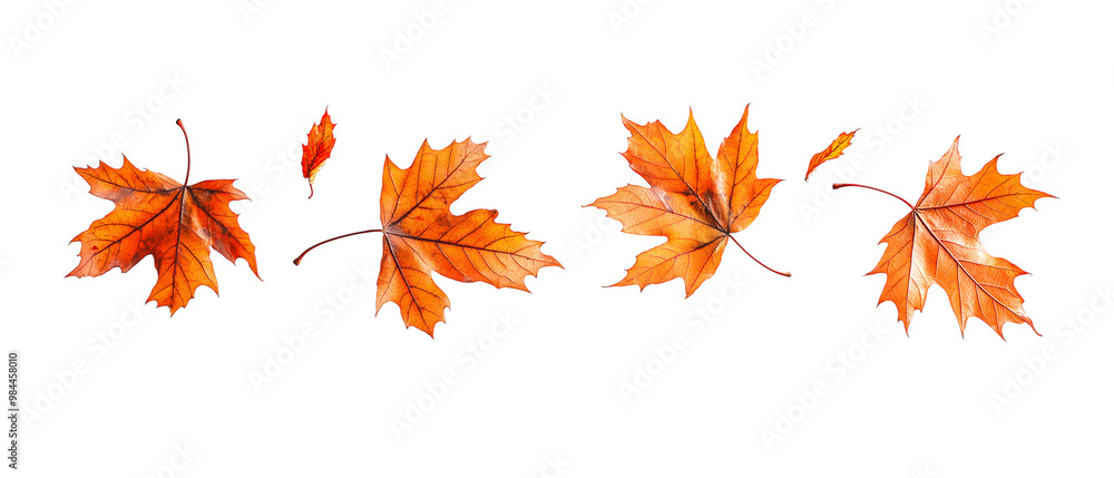 Fallen Maple Leaves Isolated on White Background Fallen Maple Leaves Isolated on White Background