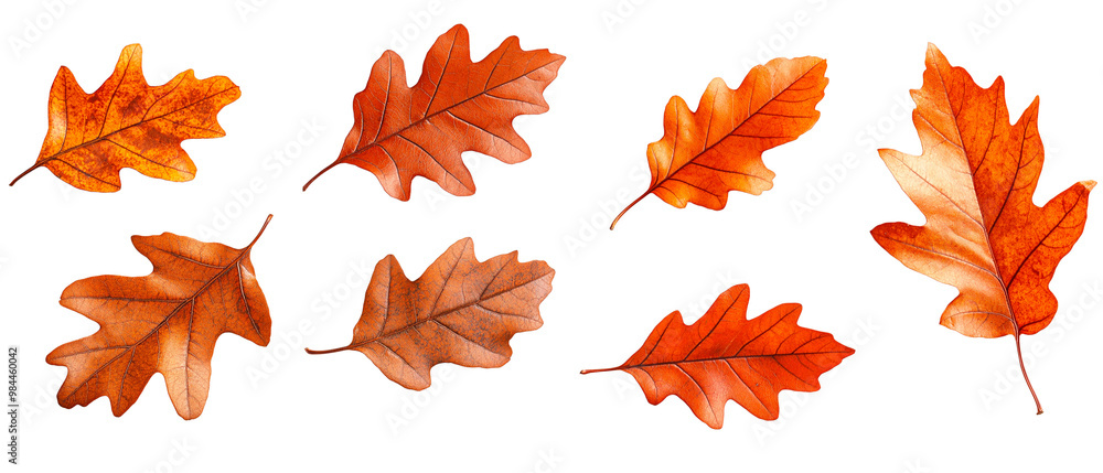 Fototapeta premium Fallen Oak Leaves Isolated Floating on White Background 