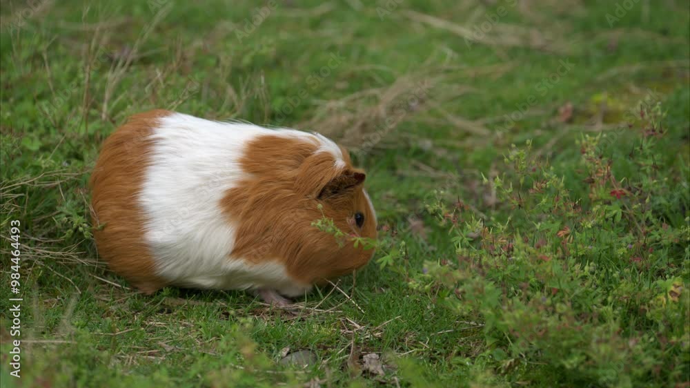 A beautiful guinea pig in the garden A beautiful guinea pig in the garden