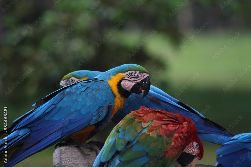 Obraz premium araras coloridas no pantanal