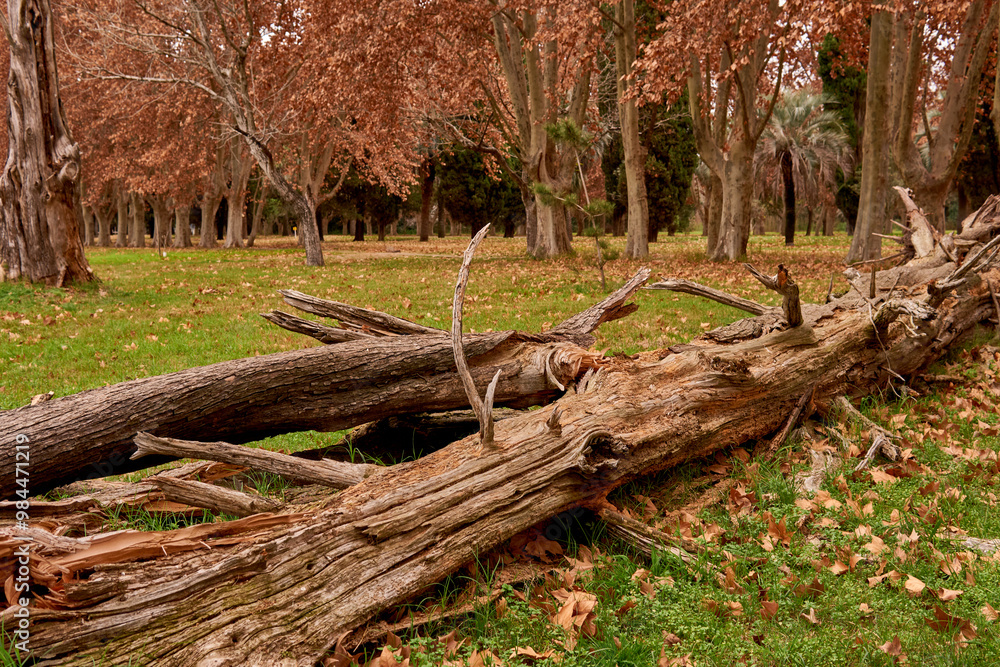 fallen tree in a forest in autumn fallen tree in a forest in autumn