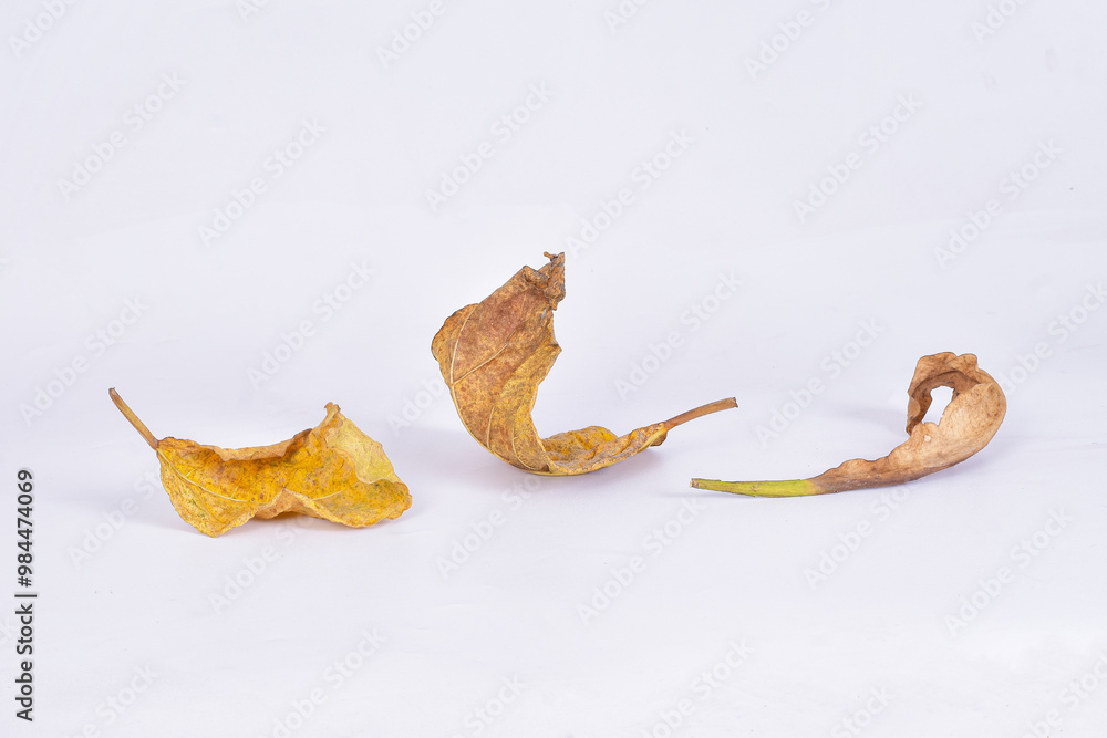 Fototapeta premium Dry leaves or dead leaves on isolated white background, brown leaves