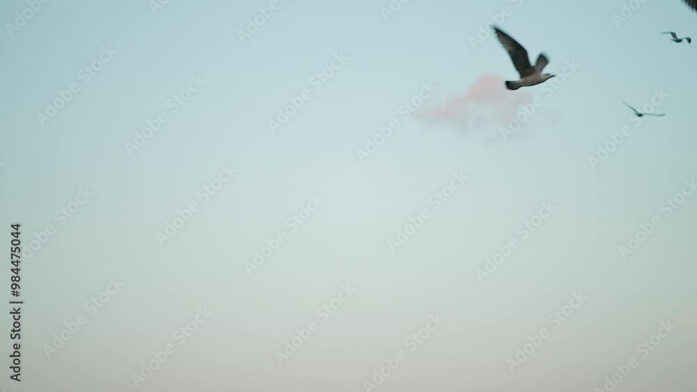 Seagulls Flying in the Evening in Slow Motion. Concept of Birds, Migration, Wildlife