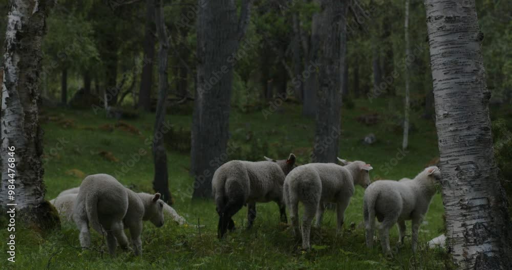 Summer time in Norway. Cute sheep graze on green lawns in a beautiful forest. Summer time in Norway. Cute sheep graze on green lawns in a beautiful forest.