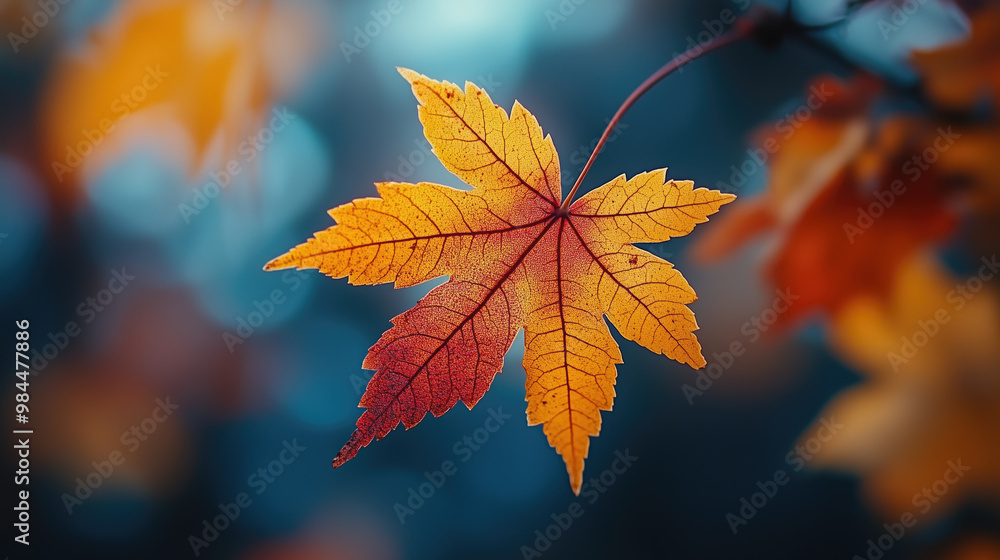 Autumn maple leaf on blurred bokeh background Autumn maple leaf on blurred bokeh background