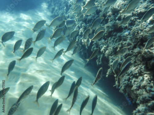 School of sarpa salpa in the mediterranean sea, Salema porgy fish (Sarpa salpa). Sarpa salpa, known commonly as the dreamfish, salema, salema porgy, cow bream or goldline, shoal of fish in undersea. photo