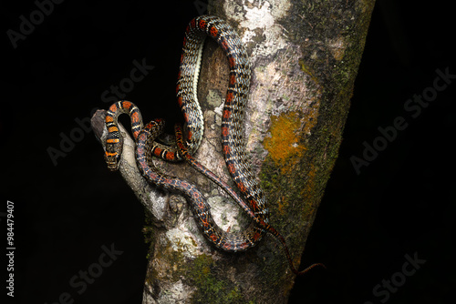 Paradise Tree Snake on Tree Trunk photo