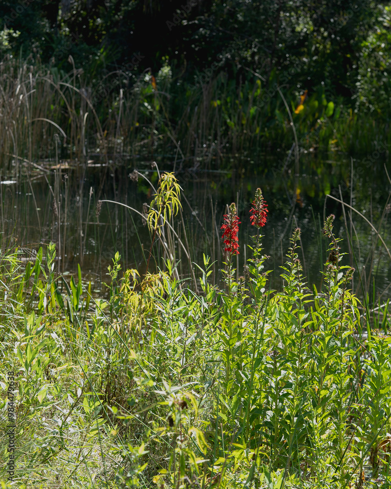 Stalks of red cardinal flowers blooming in a wetland in Florida. Shows plants in their natural habitat—horizontal photo. Stalks of red cardinal flowers blooming in a wetland in Florida. Shows plants in their natural habitat—horizontal photo.
