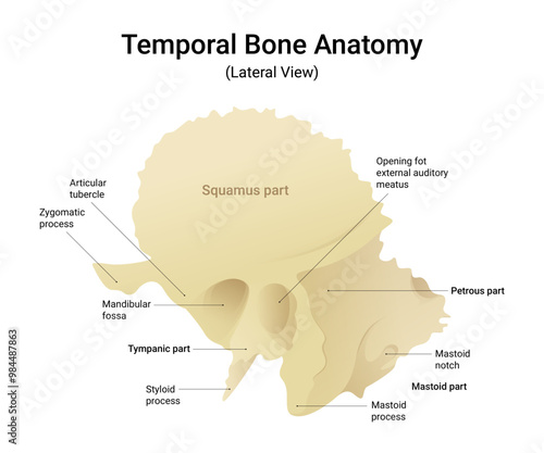 Temporal Bone Anatomy Lateral View