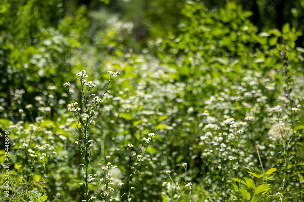 Nature background with blooming wild daisies against the backdrop of a forest Nature background with blooming wild daisies against the backdrop of a forest