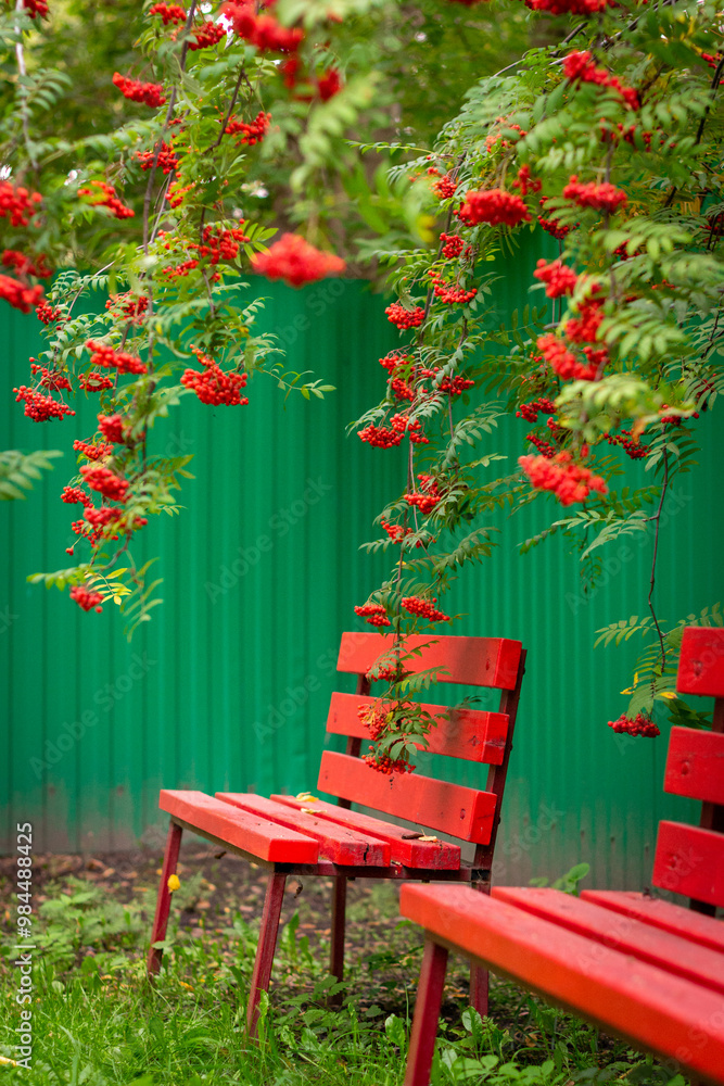 Branches of ripe rowan berries hang over bright red benches in an autumn garden Branches of ripe rowan berries hang over bright red benches in an autumn garden