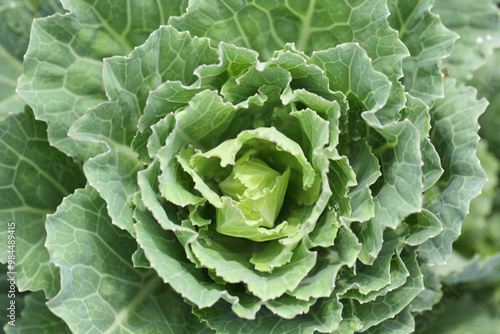 Fresh Green Cabbage Close-Up with Dew Drops