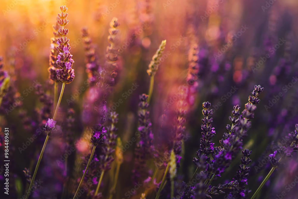 Obraz premium Close up view of blooming purple lavender in Provence sight countryside, rural cultivation of aromatic herbs in farmlands, violet flowers growing in rows during summer, close to beautiful nature