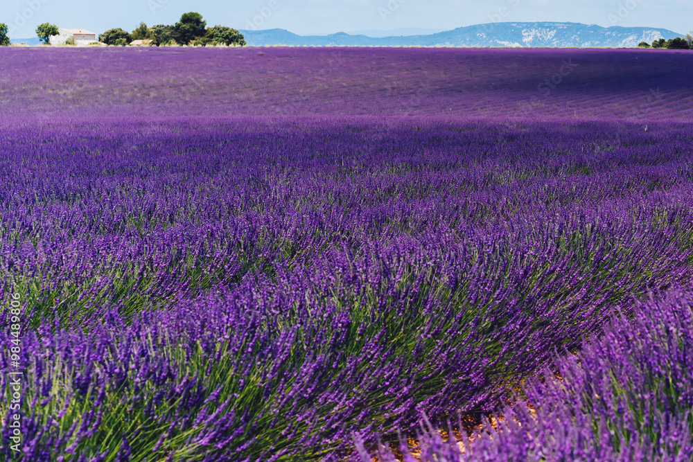 Naklejka premium Scenic view of blooming purple lavender fields in Provence sight countryside, beautiful nature landscape of rural farmlands of agronomy, violet breathtaking flowers growing in rows during summer