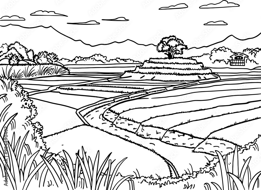 Fototapeta premium Rice field landscape drawing