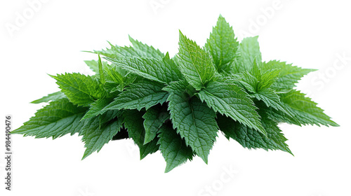 nettle isolated on white background