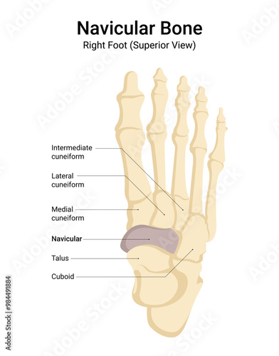 Anatomy of Right Foot Navicular Bone