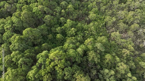 beautiful gum Trees and shrubs in the Australian bush forest. Gumtrees and native plants growing in Australia in spring