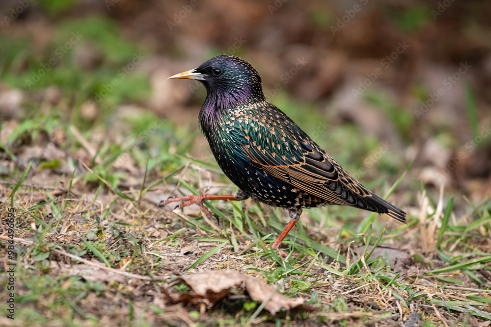 Common starling (Sturnus vulgaris) Common starling (Sturnus vulgaris)