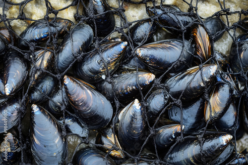 Close up of mussels