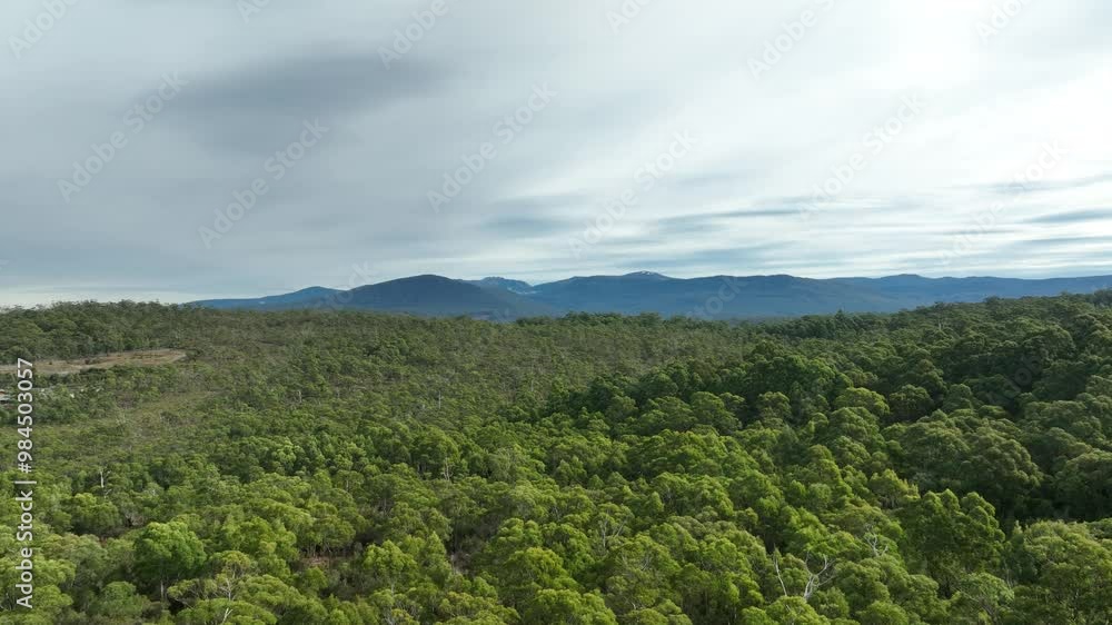beautiful gum Trees and shrubs in the Australian bush forest. Gumtrees and native plants growing in Australia in spring