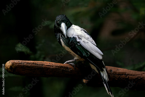 Canvas Print beauty bird cracticus cassicusJagal Papua