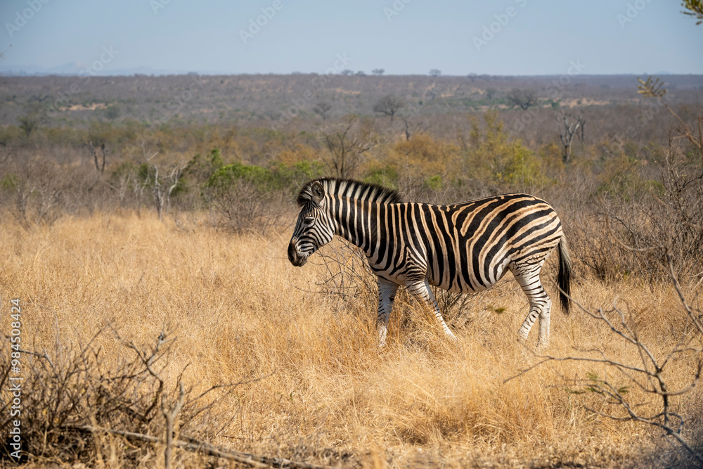 Zebras are African equines with distinctive black-and-white striped coats found in kruger park in South Africa. Zebras are African equines with distinctive black-and-white striped coats found in kruger park in South Africa.