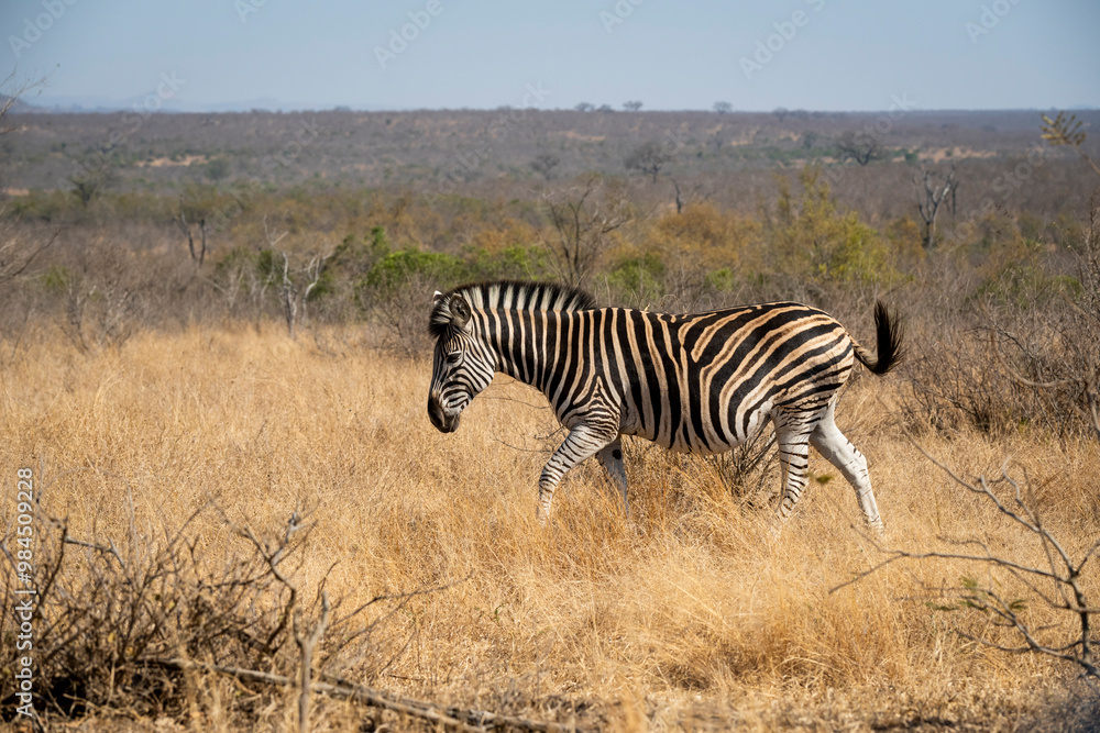 Zebras are African equines with distinctive black-and-white striped coats found in kruger park in South Africa. Zebras are African equines with distinctive black-and-white striped coats found in kruger park in South Africa.