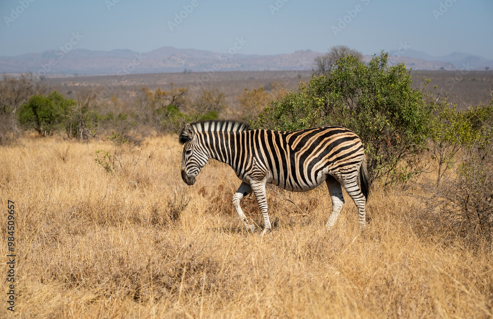 Zebras are African equines with distinctive black-and-white striped coats found in kruger park in South Africa. Zebras are African equines with distinctive black-and-white striped coats found in kruger park in South Africa.