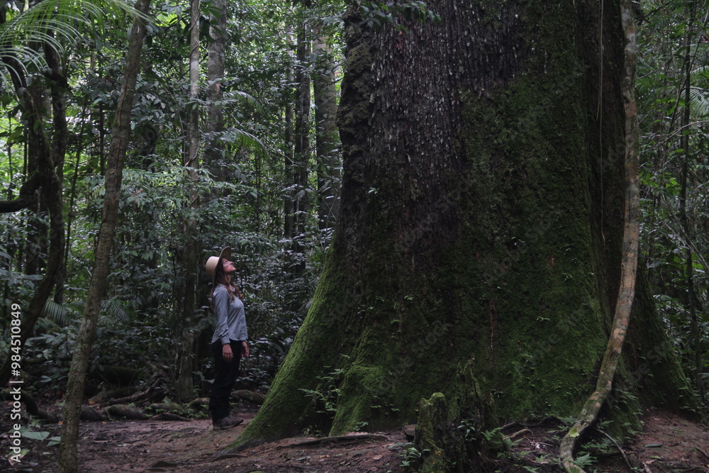 mulher ao lado de castanheira centenária na floresta amazônica mulher ao lado de castanheira centenária na floresta amazônica