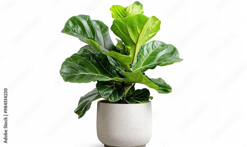 Accordion Leaf Large, glossy green leaves with distinct veins adorn this potted fig plant; the pot is white and has a simple pattern, Generative AI. Accordion Leaf Large, glossy green leaves with distinct veins adorn this potted fig plant; the pot is white and has a simple pattern, Generative AI.