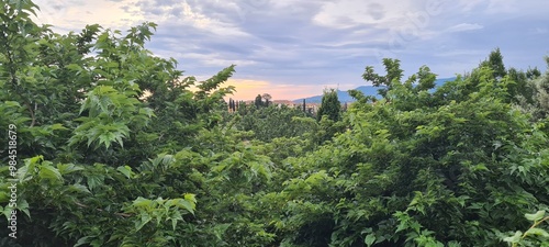 Beautiful view from Montevecchio Apartments between green leaves to summer Tuscany at evening, Montopoli in Val d'Arno, Italy. June24, 2024. photo