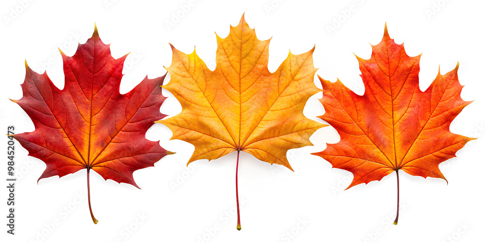 Fototapeta premium Orange, Red, Yellow autumn maple leaf, on isolated white background