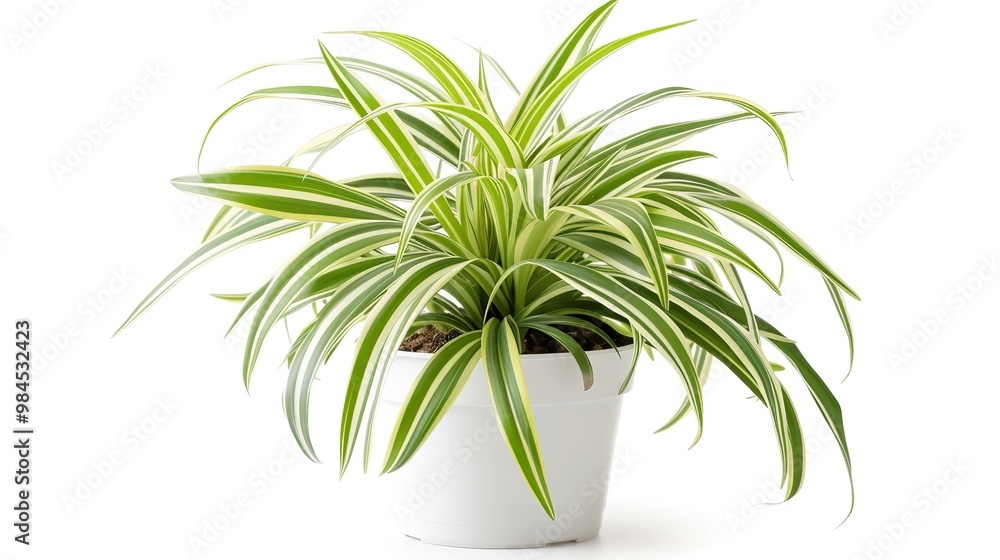 Fototapeta premium Plant a spider plant in a plain white pot with long, green leaves striped with white, Generative AI.