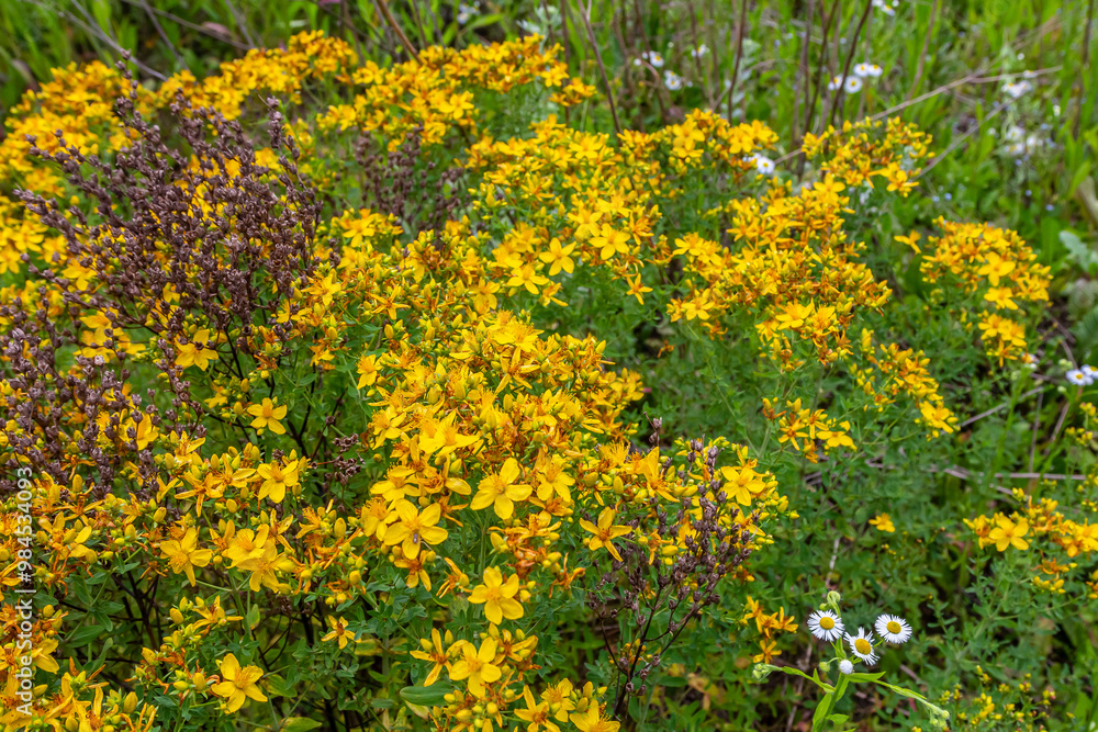 Obraz premium flowers of Saint Johns wort, Hypericum perforatum